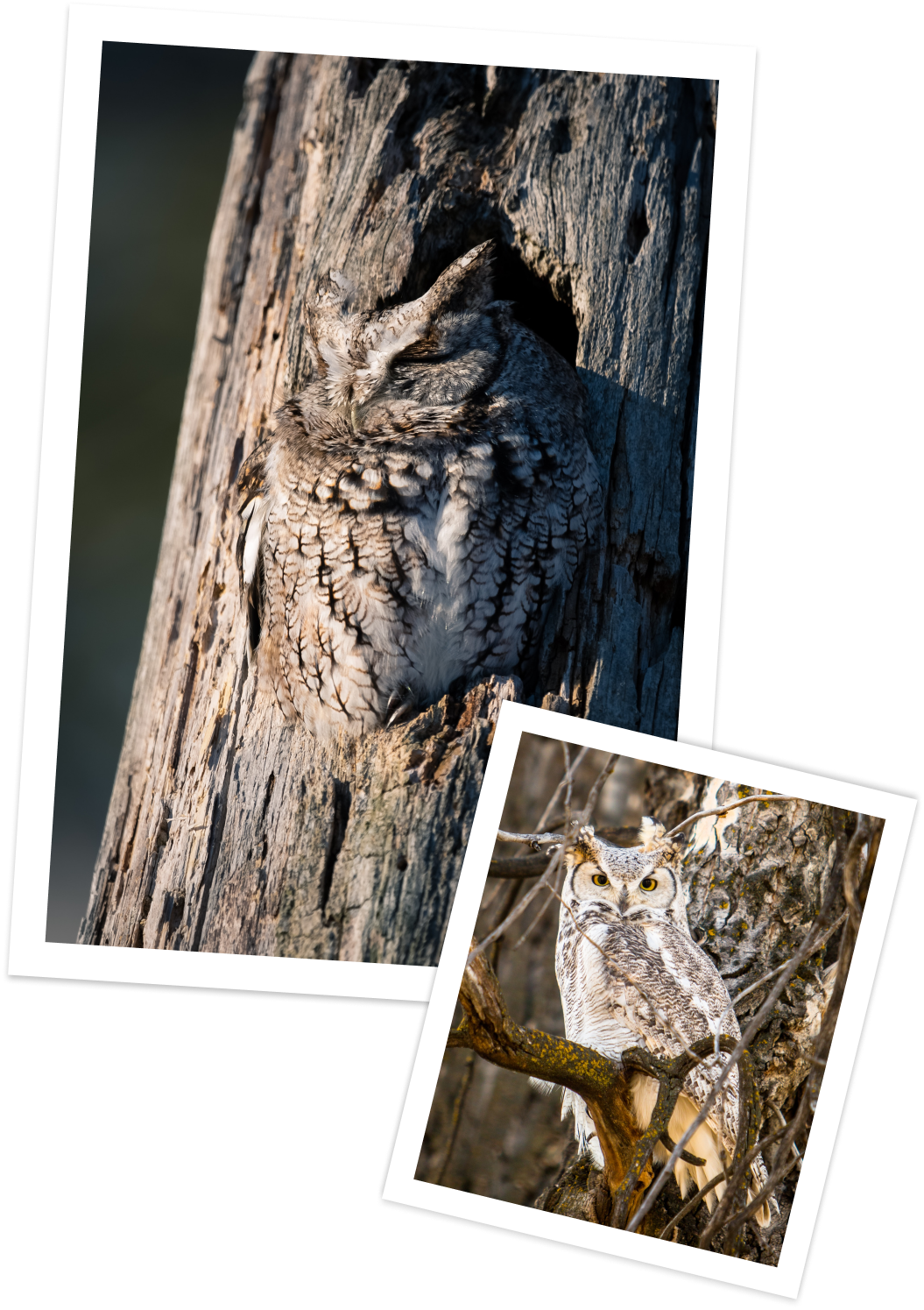 Photos of owls